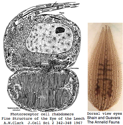 Opsin helobdella.png