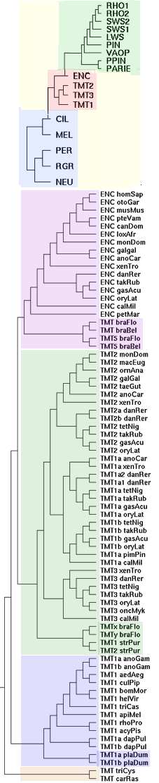 TMTgeneTree2.jpg