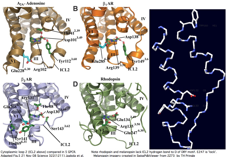 OpsinCyto2Five.jpg