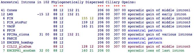 Opsin ancient cil introns.png