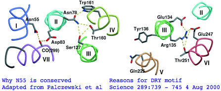 Opsins asn55 dry134.png