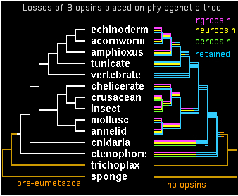 OpsinLoss.jpg