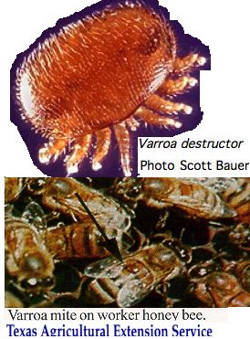 Varroa.jpg