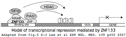 ZNF133function.png