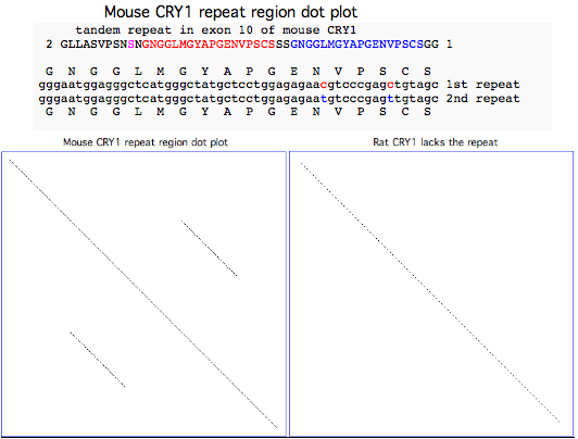 CRY1dotplot.png