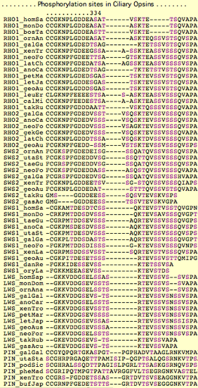 Opsin phospho sites.png