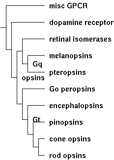 Opsins class tree.png