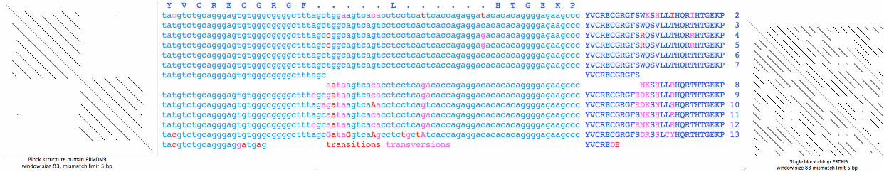 Prdm9Blocks.gif