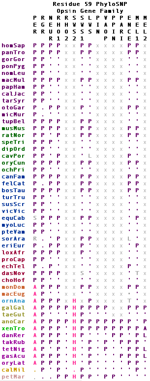 Opsin 59 phyloSNP.png