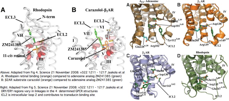 AdenosineA2R.jpg