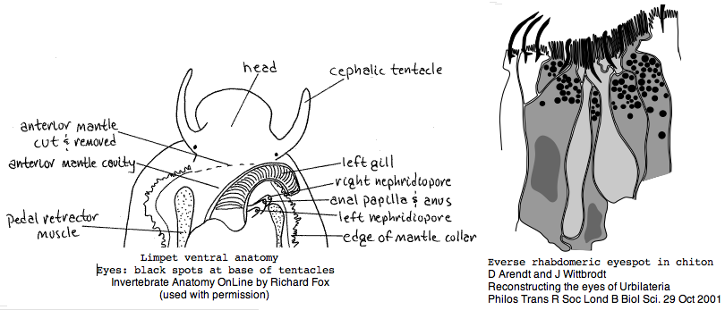 Opsin lottia.png