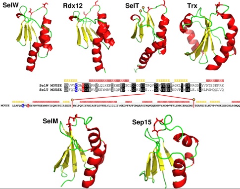 SELW pdb.jpg