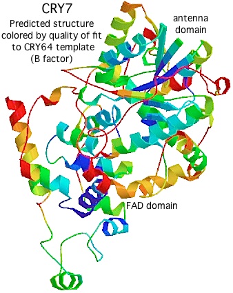 CRY7pdb.jpg