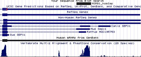 MSRB1 SECIS.jpg