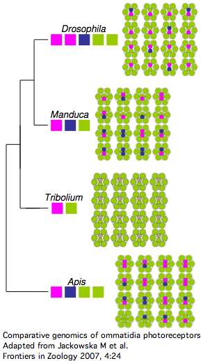 Opsins tribolium.png