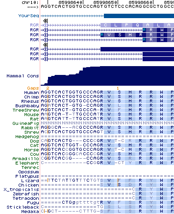 Opsin RGR earlySpl.png