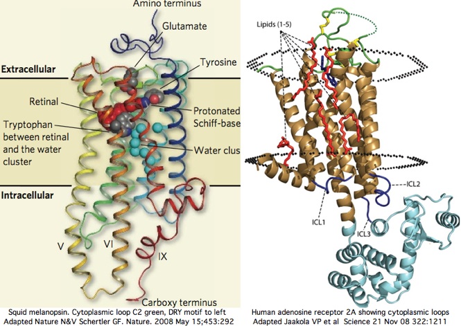 OpsinCyto3D.jpg