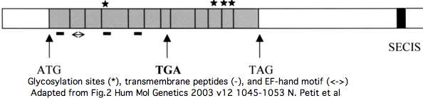 SEPN1 features.jpg