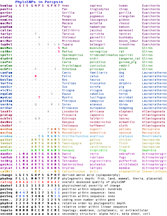 Peropsin phyloSNPs.png