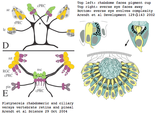 Opsin parallels.png