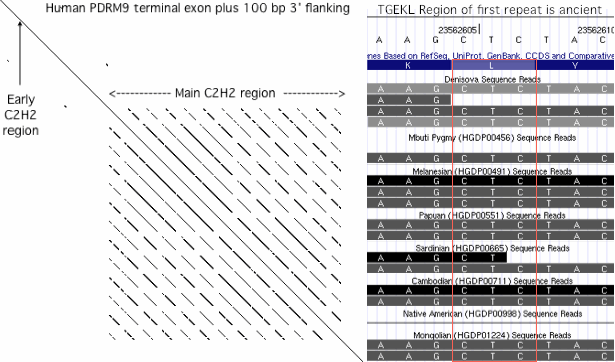 PRDM7dot.gif