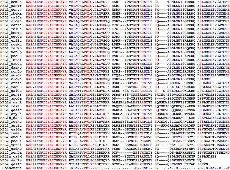 MelCytoTail.jpg