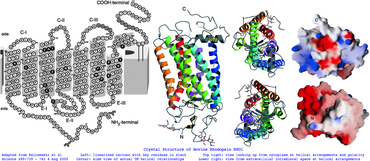 Opsin bovRHO1.png