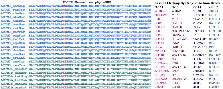 K577R mamm phyloSNP.jpg