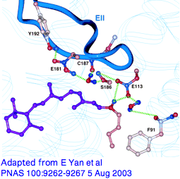 Opsin counterion.png