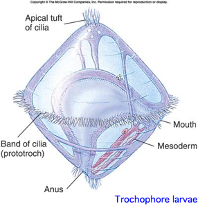 Opsin lopho larvae.png