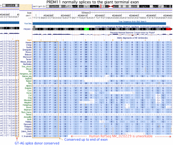 PRDM11SpliceLast.gif