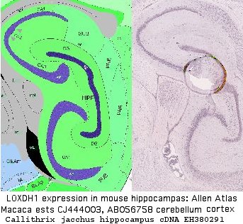 LoxHippocampus.jpg