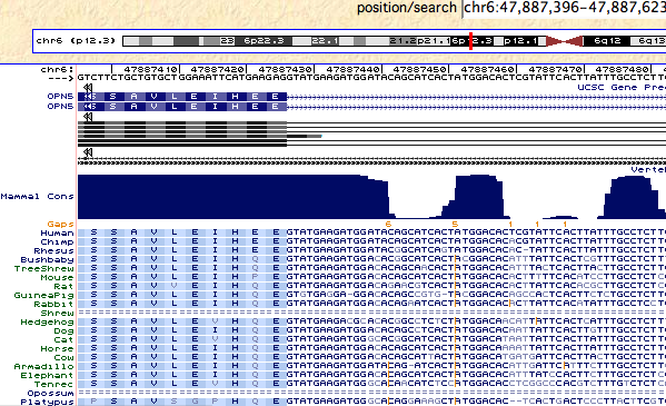 Opsin NeurStop.png